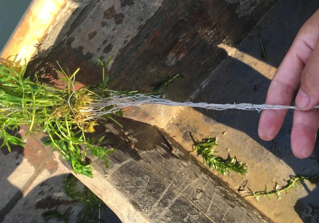 白根长而密健康水草具有草根密而长,草茎壮而实,草叶嫩而绿,水下生长