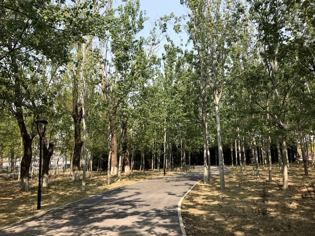 现如今,唐家岭的旧址上建起了中关村森林公园.