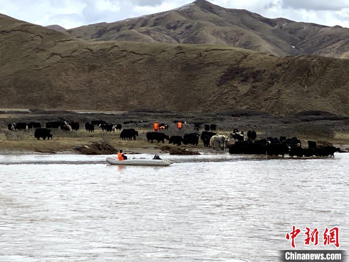 青海果洛90余头牦牛被困黄河中心小岛成功获救