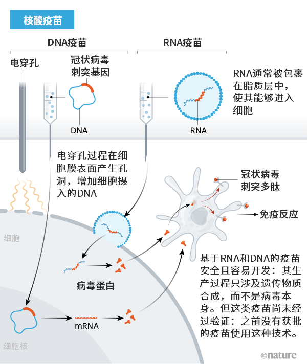 新冠疫苗研发流程图图片