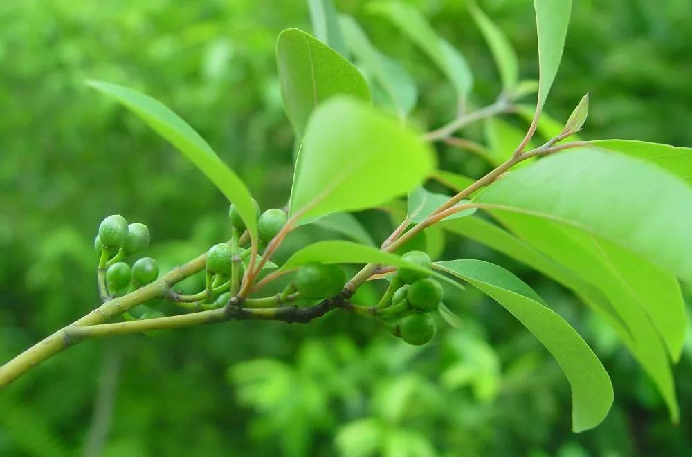 用"珍宝山苍子"缝制的手锤,捶走一天的疲倦