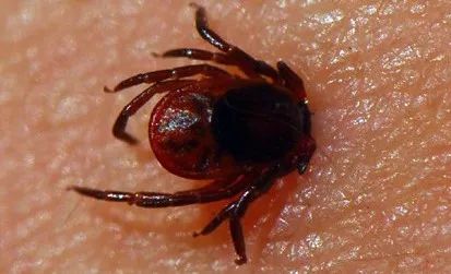 已多人被咬!被这种虫子咬伤严重可致命!