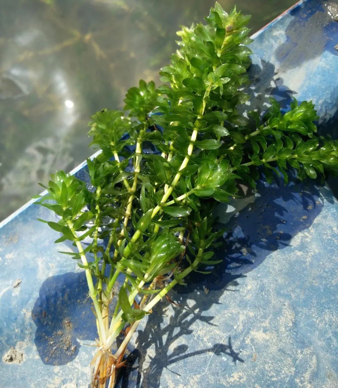 管好它,保证你的虾蟹塘少生病,生长快,产量高,赚钱比别人多一倍|草叶