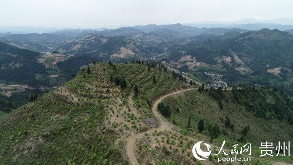 碧江区冷水村:因地制宜发展种植业 开辟群众增收路子