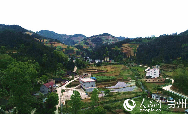 碧江区冷水村:因地制宜发展种植业 开辟群众增收路子