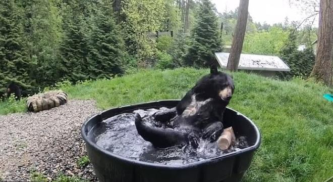黑熊洗澡视频走红网络