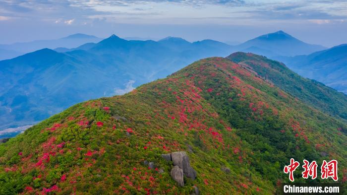 航拍江西丰城升华山万亩杜鹃花开满高山