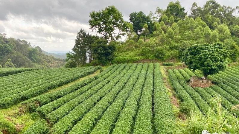【好茶飘香】品一杯大沙春茶,赏最美湾区茶园!