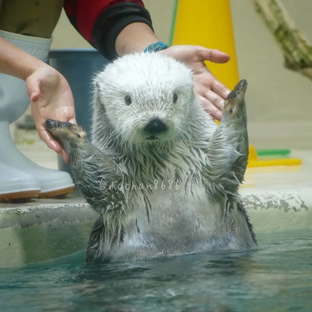 海獭may即使已经是奶奶般的存在也还是活力满满小可爱呀