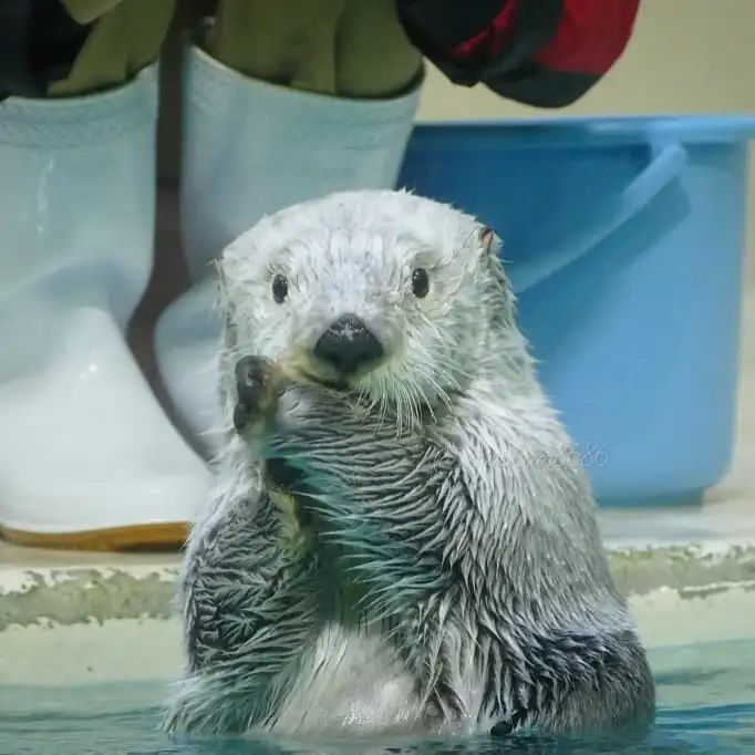 海獭may即使已经是奶奶般的存在也还是活力满满小可爱呀