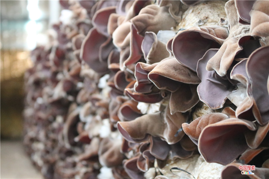 河南濮阳:桑枝木耳小产业 助民增收奔小康