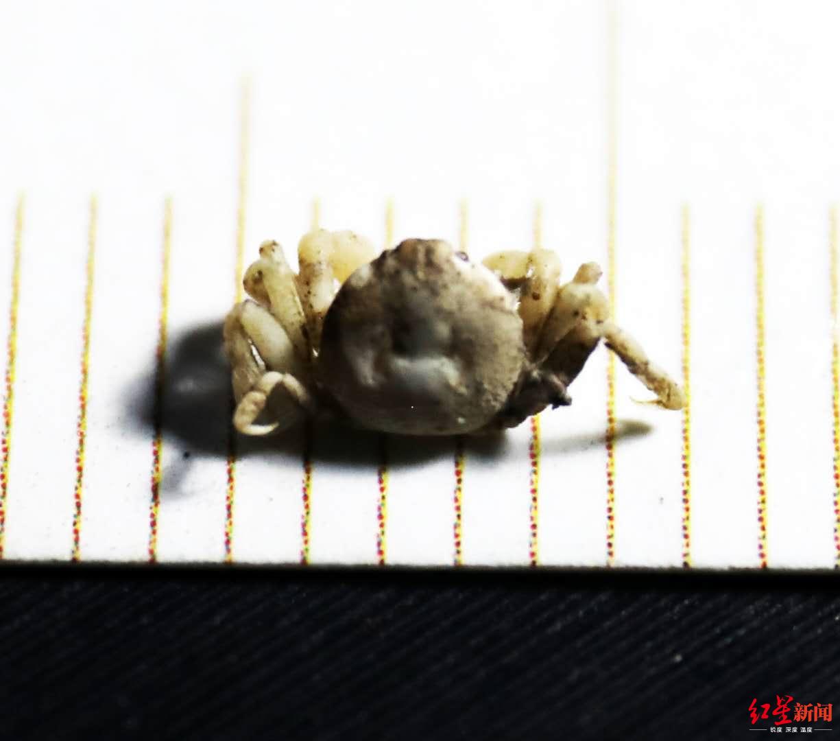 中国最小的螃蟹图片