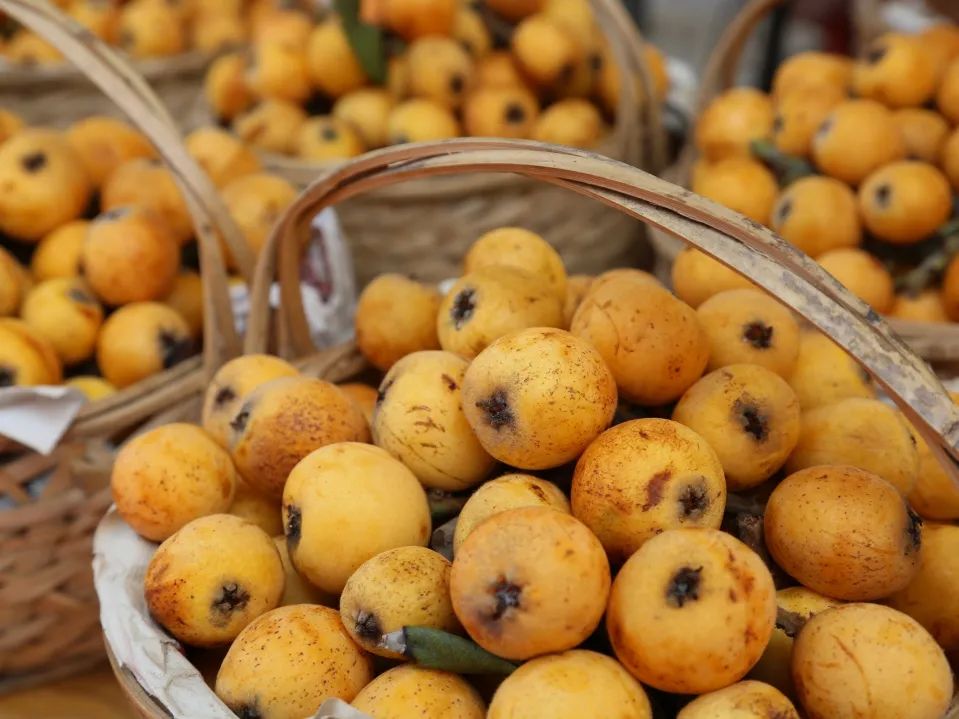 今年枇杷长势喜人!最新采摘点&游览攻略收好