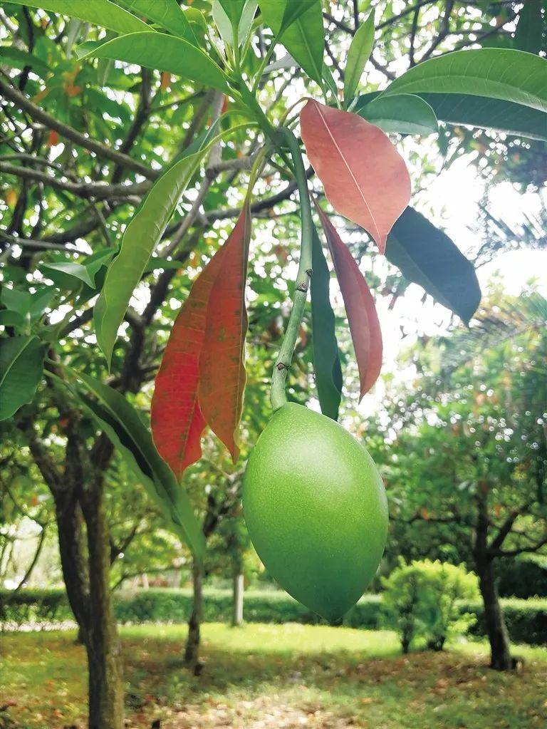 绿化芒一般呈食用芒则产地多样