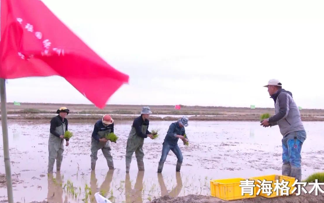 海水稻在高原地区种植。青岛海水稻研究发展中心供图