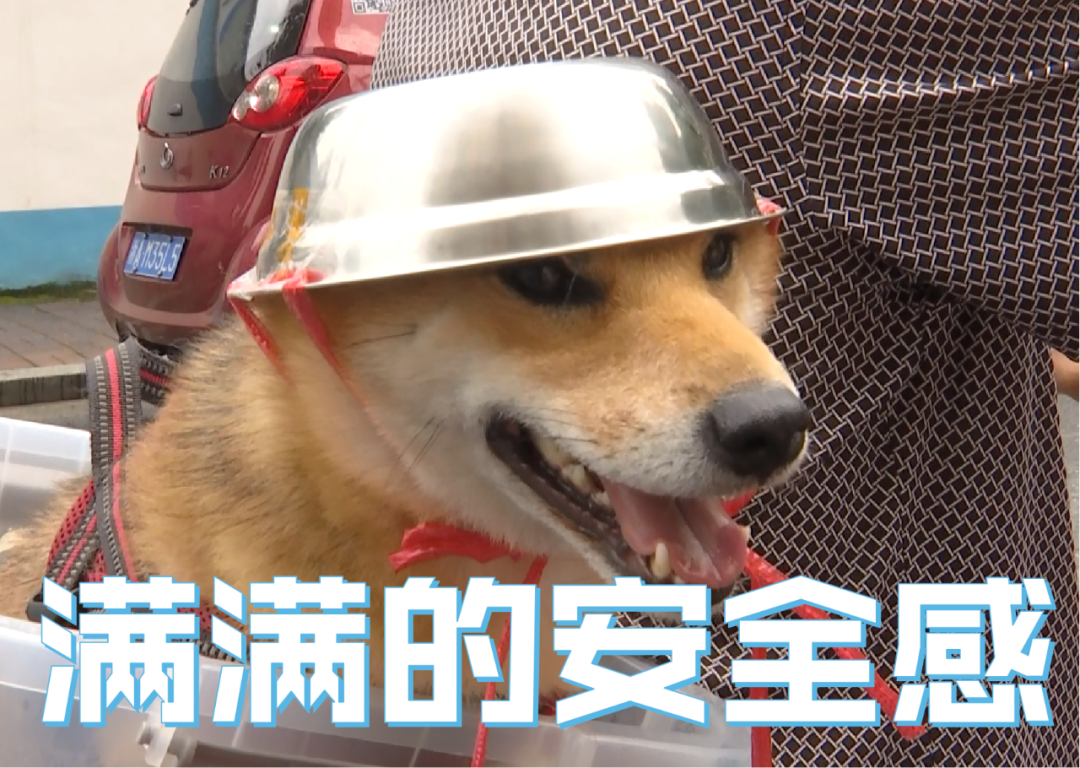 街头爆笑一幕:大伯骑车给狗子戴自制头盔!评论亮了