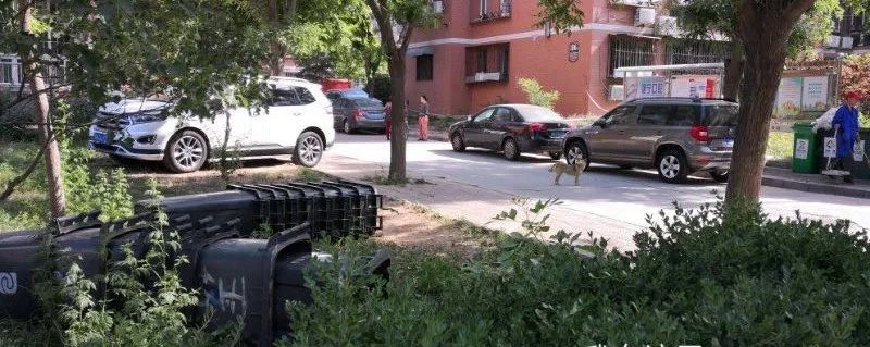 苍蝇嗡嗡的，味道熏熏的，如此“垃圾分类”受得了吗？