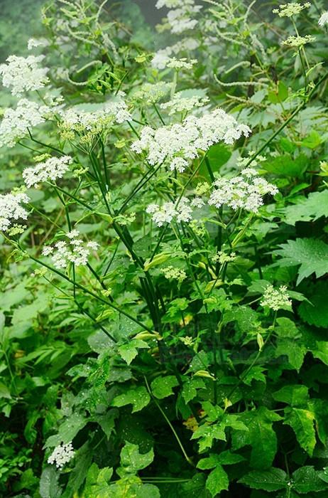 前胡见过吗散风清热降气化痰用于风热咳嗽痰多痰黄稠粘