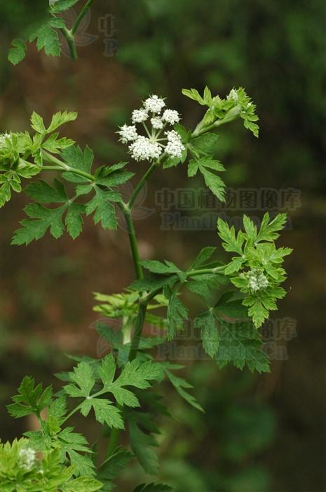 前胡见过吗散风清热降气化痰用于风热咳嗽痰多痰黄稠粘