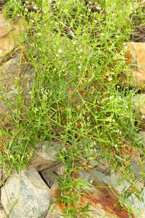 千针万线草,见过吗?能健牌,养肝,益肾