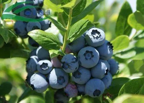 在50多个县实现产业化种植 诸暨"蓝美1号"成"致富果"