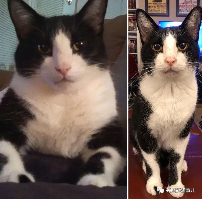 这么多胖猫都一个个瘦下来了!你还有什么借口喵喵喵?