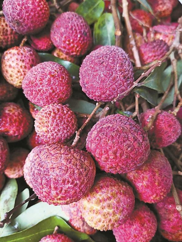 香蜜公园荔枝怎么摘怎么分?深晚记者为你揭秘