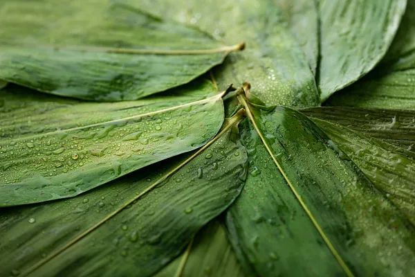 而粽叶,则是选用来自江西的高山箬叶,这种箬叶的叶片宽大,质地柔软,还