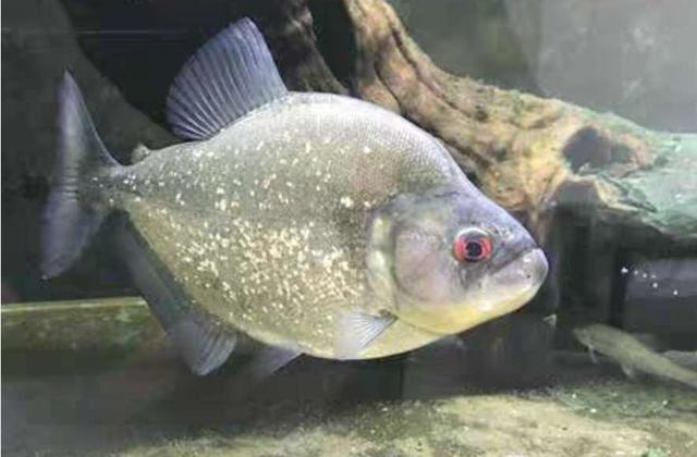 观赏鱼中的终极杀手,黑食水虎鱼,应该如何饲养为好?