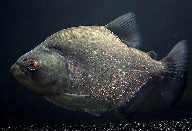 观赏鱼中的终极杀手,黑食水虎鱼,应该如何饲养为好?