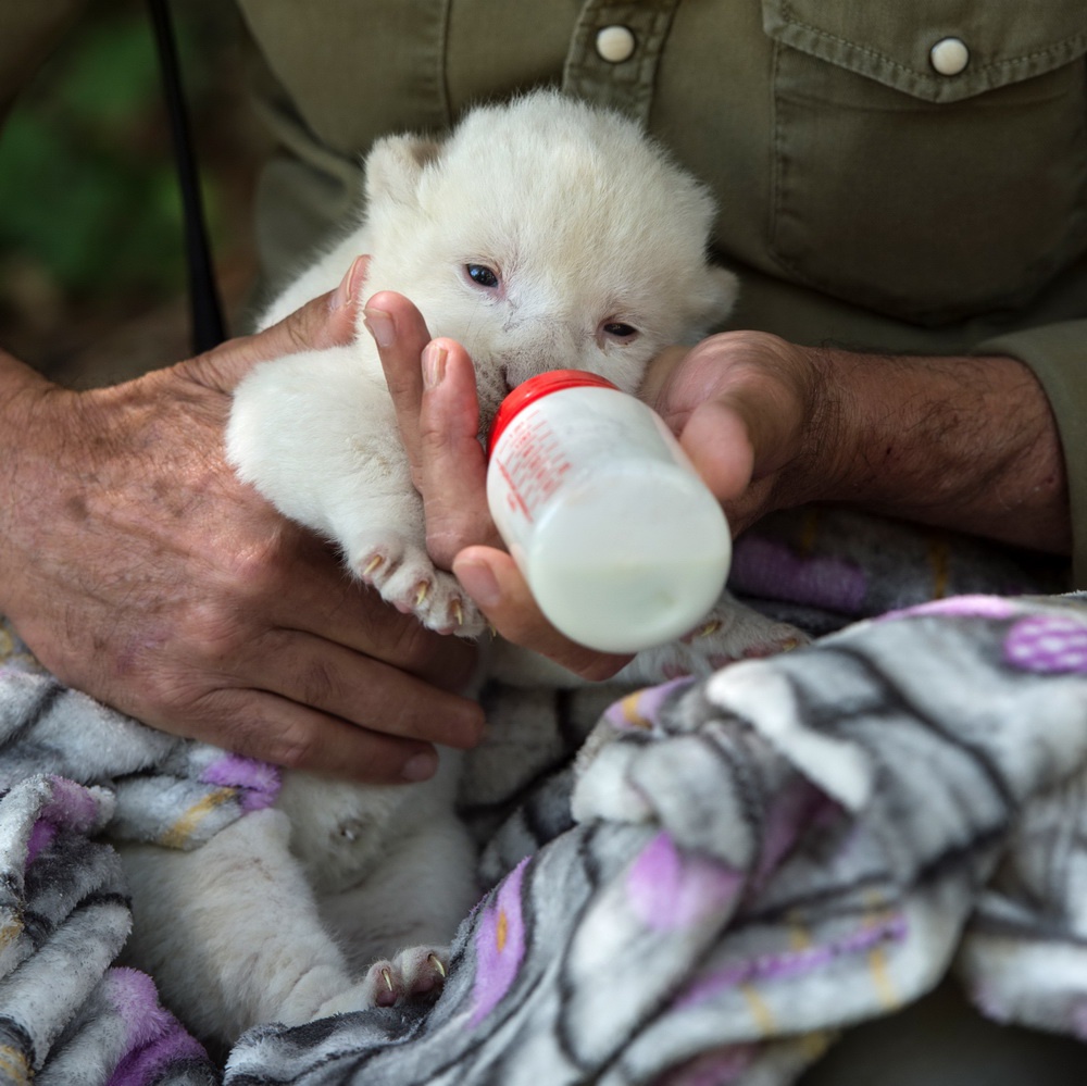 西班牙出生的可爱小白狮