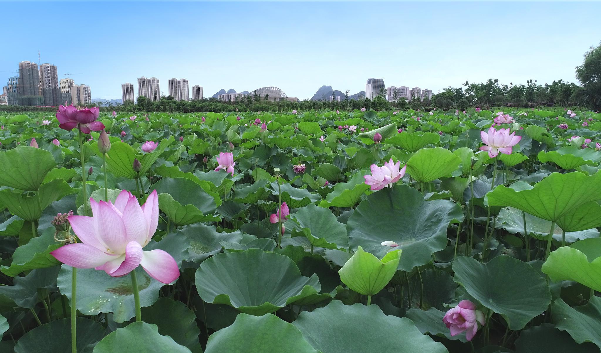 贺州市城区爱莲湖公园百亩荷花陆续盛开