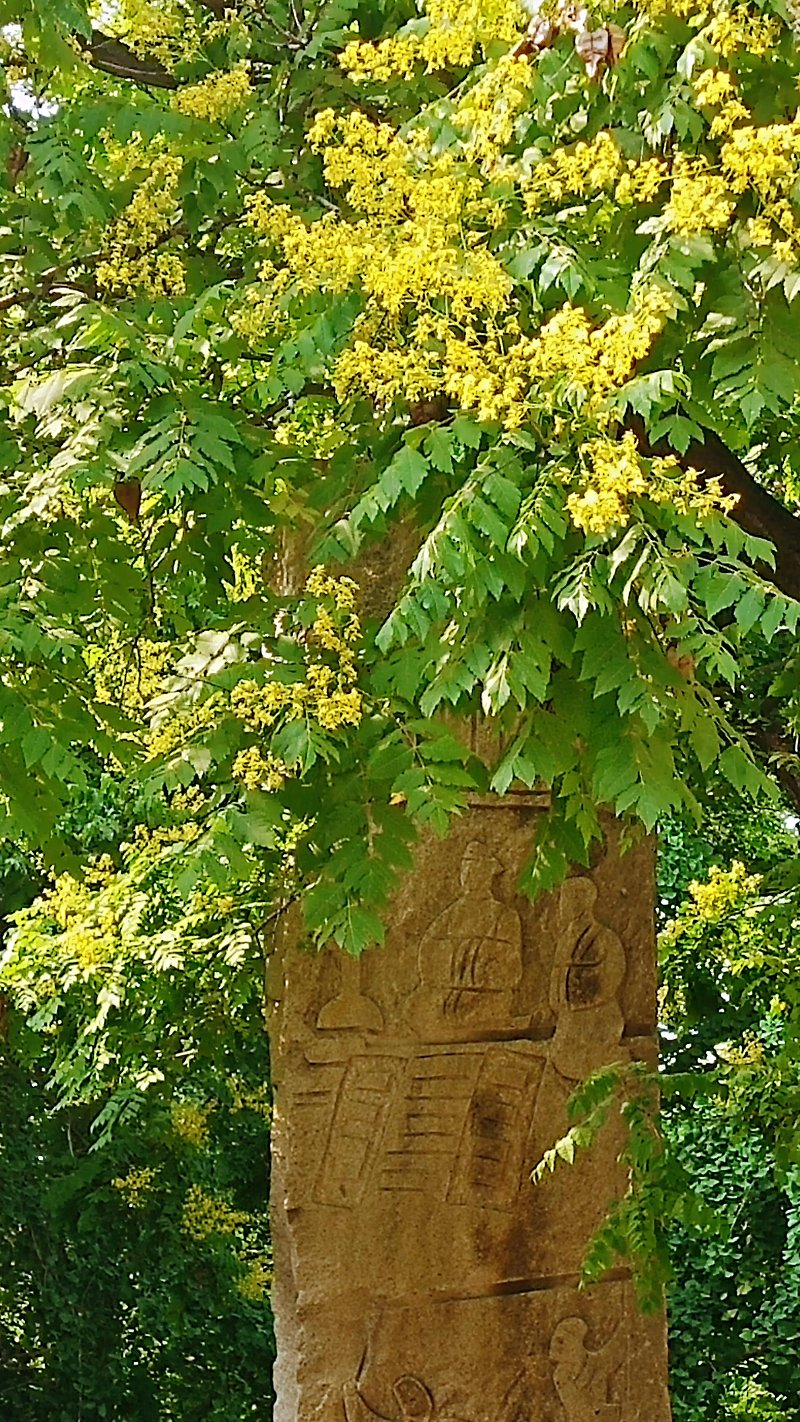 千佛山大舜石图园"摇钱树"开花了,满目吉祥金灿灿一片