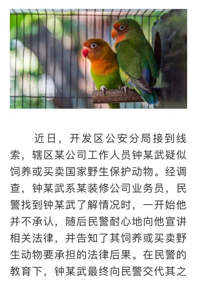 提醒鹦鹉你可不能养快来看看乍回事
