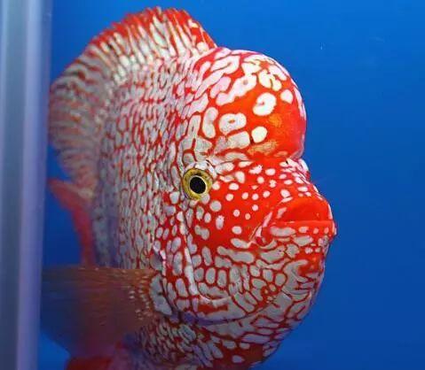 了无数条现在总算有了属于自己不会在变的地方从出身并不是耀世名门