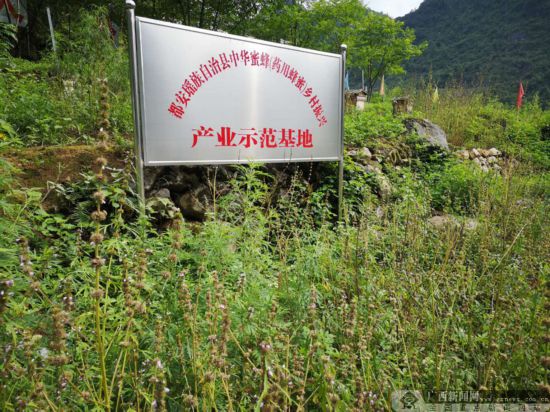 招蜂引蝶谋发展池花村生态养蜂带动产业助脱贫