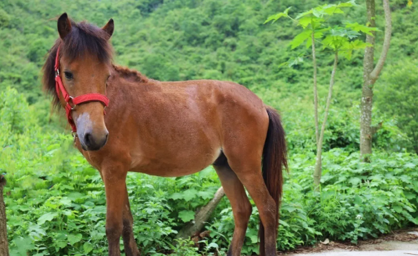 你pick谁?|矮马|德保|出生地_新浪新闻