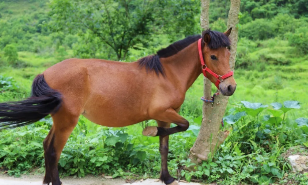 广西人,这10只萌崽的名字由你来定!矮马征名活动投票啦!你pick谁?