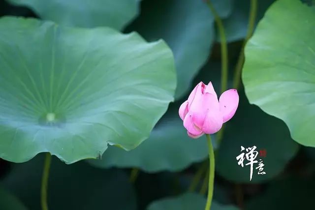 佛歌千年的莲好听愿佛保佑家家平安