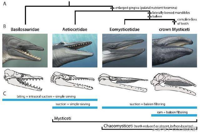 藍鯨的祖先竟是兇猛的海洋殺手|齒鯨|牙齒|鬚鯨_新浪新聞
