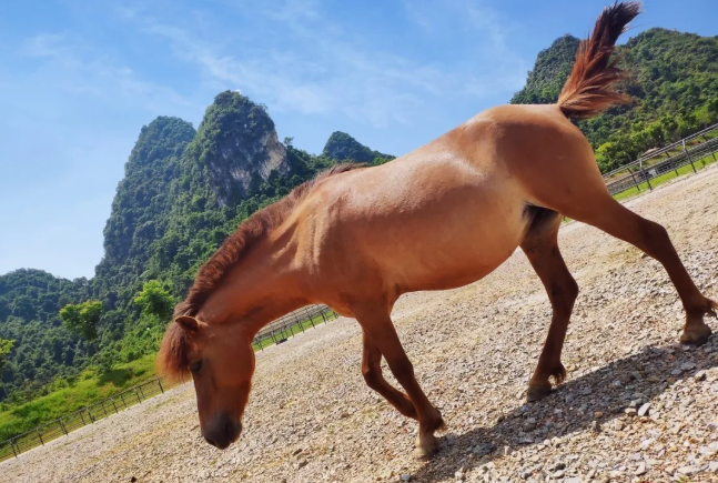广西人,这10只萌崽的名字由你来定!矮马征名活动投票啦!你pick谁?
