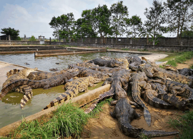 暹罗鳄,尼罗鳄,湾鳄可以流通!鳄鱼200亿元产业有救了!