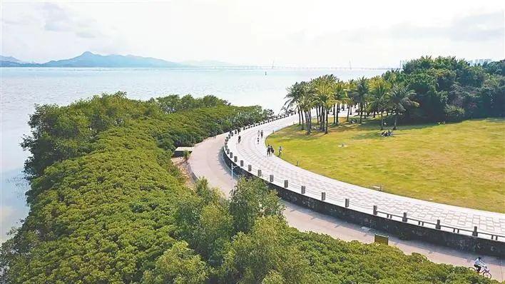深圳福田红树林入选国家重要湿地名录