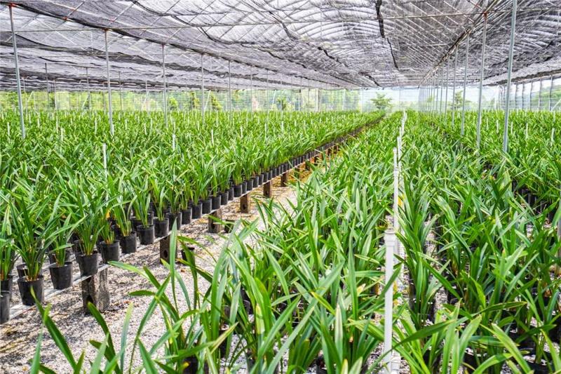 而兰花省级龙头企业仅翁源县仙鹤花卉种植基地有限