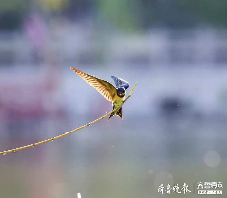 济南大明湖畔,小燕子妈妈带着宝宝在练习飞翔