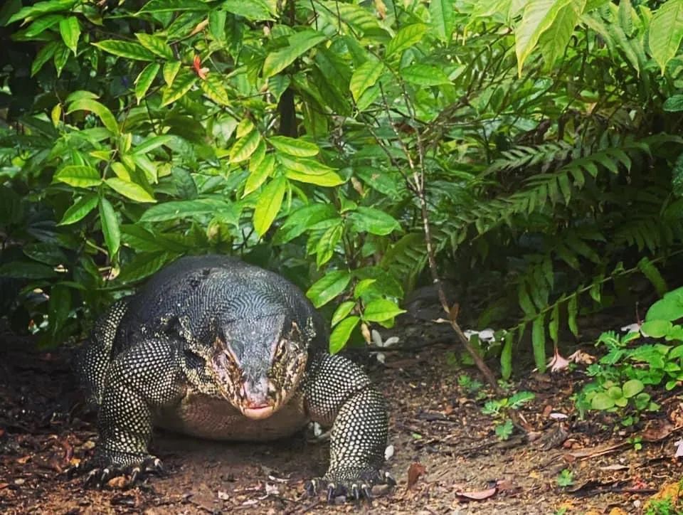 马来亚圆鼻巨蜥的品种可以长到3米长,所以这只巨蜥下次被看到时有可能