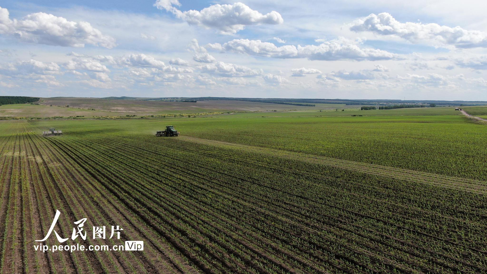 黑龙江省齐齐哈尔市讷河市,北大荒集团黑龙江省红五月农场高质量快速