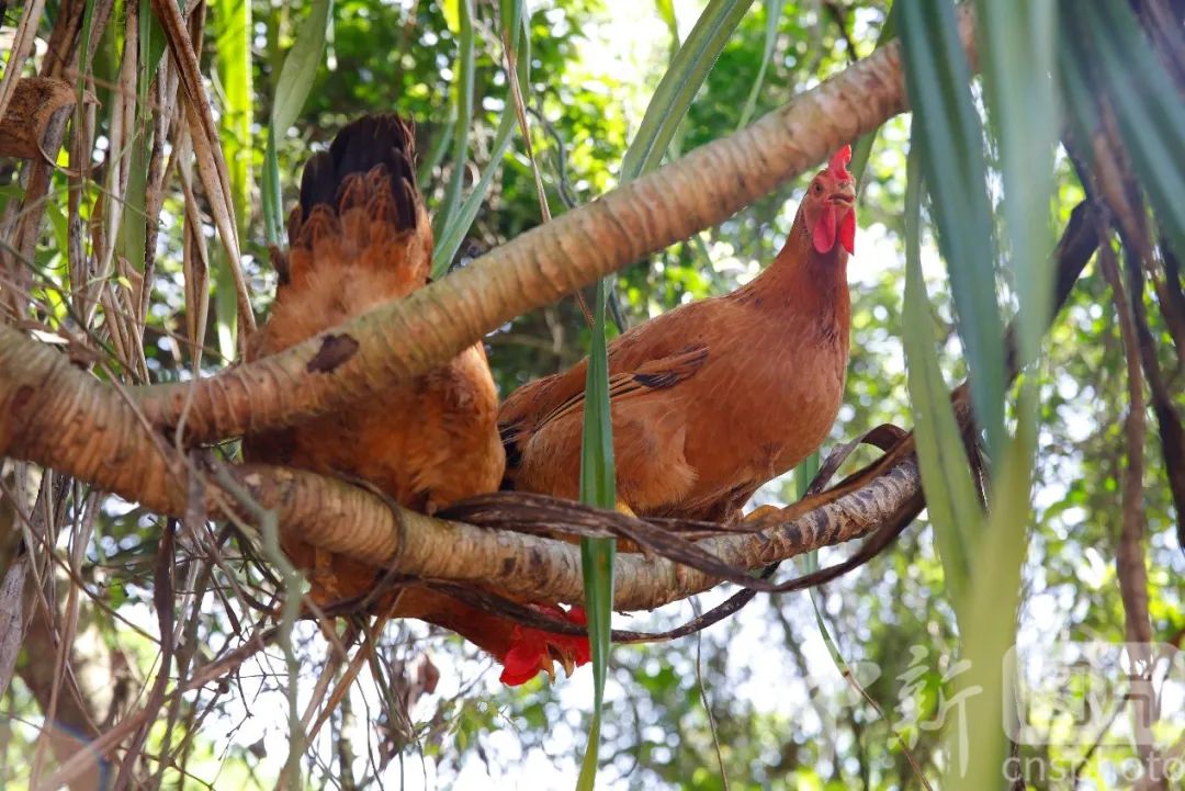图为会上树的文昌鸡