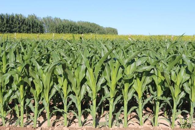 我国25个科研团队联合发现:增加玉米种植密度可降低碳排放