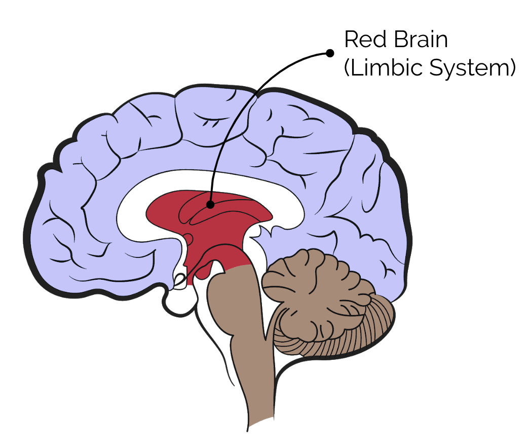 这个机制涵盖了对情绪表达至关重要的边缘区域(limbic area)延伸到对
